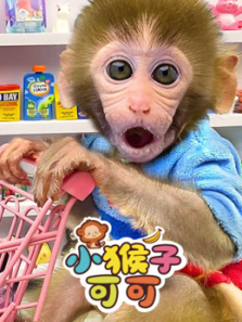 小猴子可可